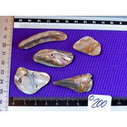 Nacre Abalone Lot de 5 Petales 23g